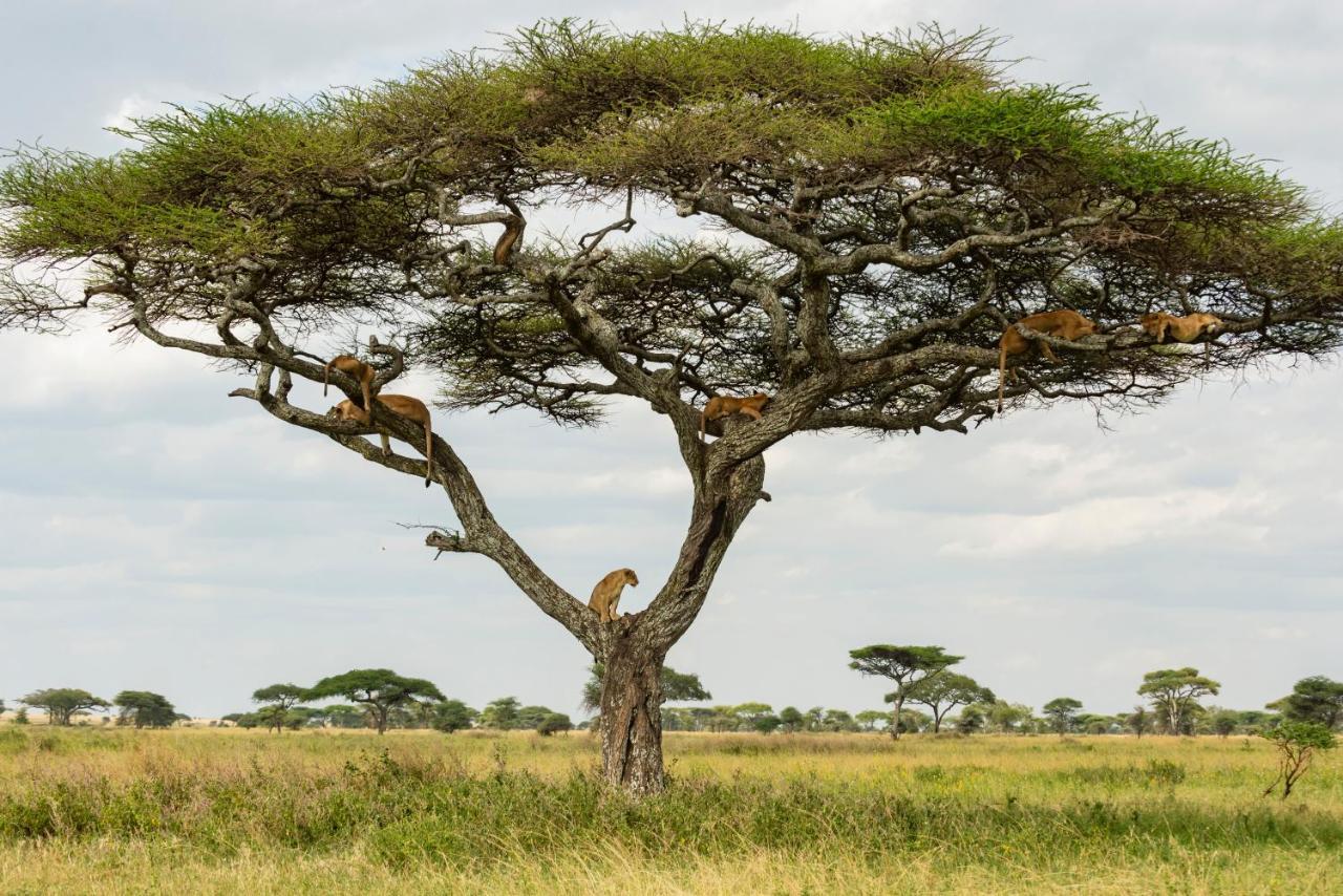 Ngorongoro Lodge Member Of Melia Collection - The Leading Hotels Of The World Exterior photo