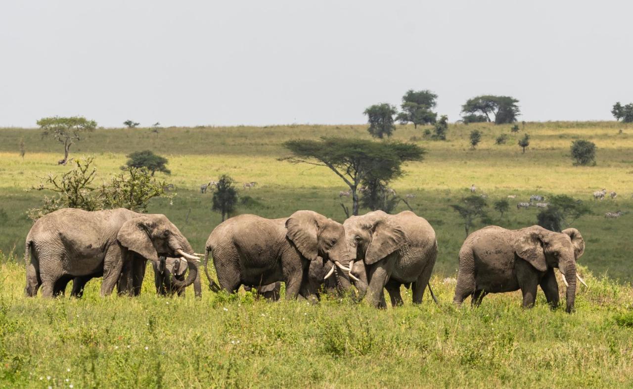 Ngorongoro Lodge Member Of Melia Collection - The Leading Hotels Of The World Exterior photo