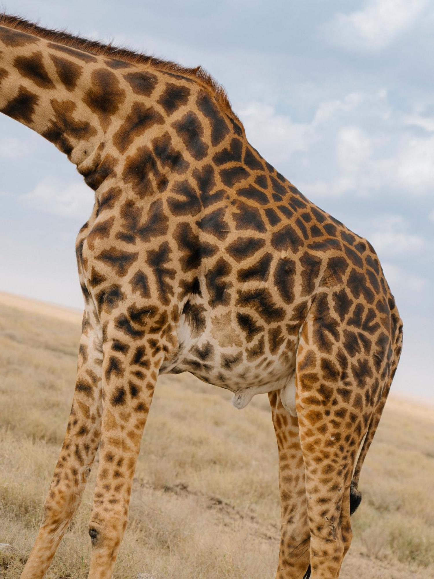 Ngorongoro Lodge Member Of Melia Collection - The Leading Hotels Of The World Exterior photo