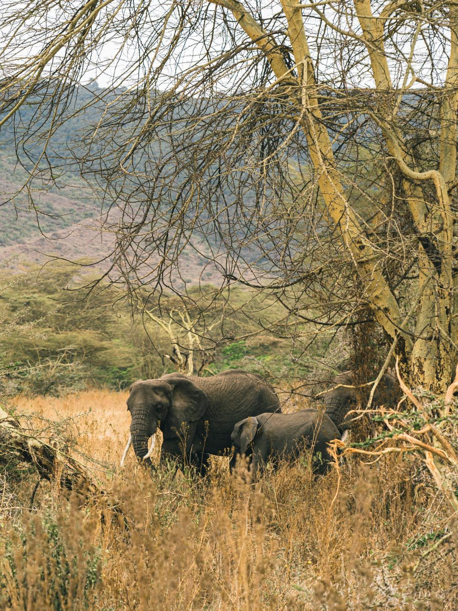 Ngorongoro Lodge Member Of Melia Collection - The Leading Hotels Of The World Exterior photo