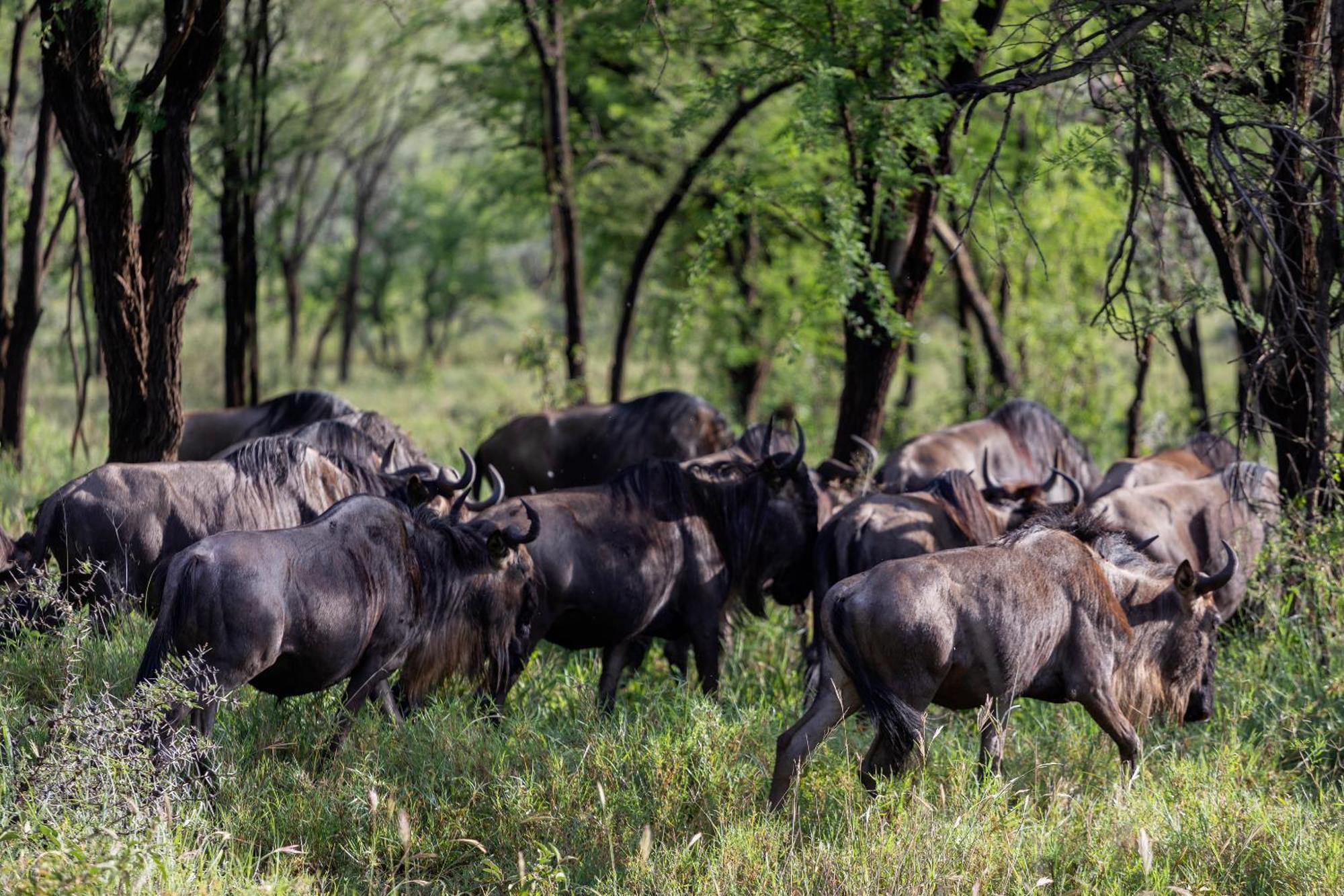 Ngorongoro Lodge Member Of Melia Collection - The Leading Hotels Of The World Exterior photo