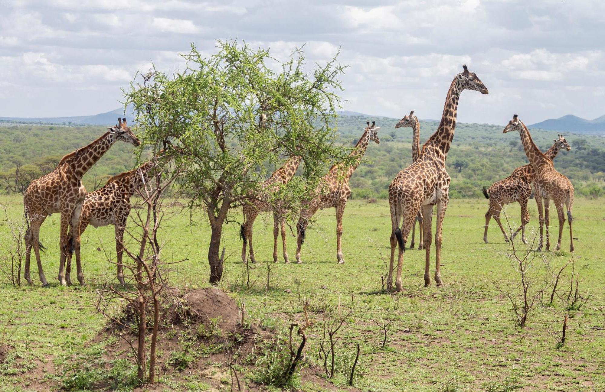 Ngorongoro Lodge Member Of Melia Collection - The Leading Hotels Of The World Exterior photo
